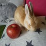 Profilbild von marulikeapple