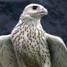 @الصقر@ profil fotoğrafı