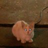 ひでポップ's profile picture