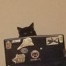 Soy un gato's profile picture