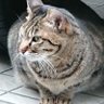 🍿🐯🌸たかたか0310🌸🐯🍿 profil fotoğrafı