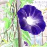 あさがお's profile picture