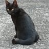 SUPER RAT's profile picture