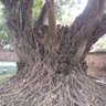 Pendorapandora's profile picture
