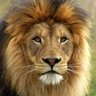 だんでらいおん profil fotoğrafı
