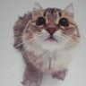 Nick Morin's profile picture