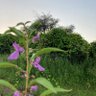 Фото профиля رأس الانوف