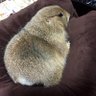 うづき profil fotoğrafı