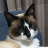 Profilbild von ロドリゲス