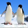 Pingüino Dáiz's profile picture