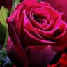 guri🌹❤'s profile picture