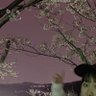 Profilbild von みぃーちゃん