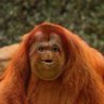 Profilbild von Timble McBungleweed
