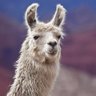 Фото профиля Dipshit Llama