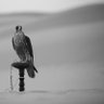 ﮼أبن﮼عــباد's profile picture
