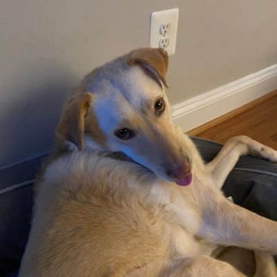 LukinDog's profile picture