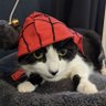 Joey (they/him)'s profile picture