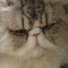 高司's profile picture