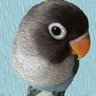 Profilbild von うりぼう