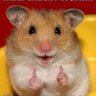 Фото профиля hamster simpático