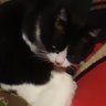 高橋kou 小鳥遊屋　猫部's profile picture