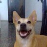 Luís Vegas profil fotoğrafı