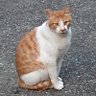 Profilbild von 半角斎
