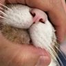 Фото профиля ねこまる🍄🍄3y0y