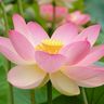 Peace 的头像