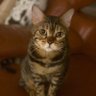 ˙˚ʚ🍀ɞ˚˙𝐉𝐉ラブ🐱🐾🐾🌈🐱🐾🐾˙˚ʚ🍀˚˙ 的头像