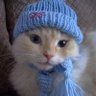 猫まっしぐら 的头像
