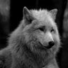 Profilbild von Ron Willemsen