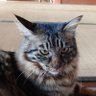 たまあき's profile picture