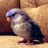 Фото профиля こんぱるさん-サザナミインコ