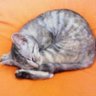 猫好きな蝶番🐱 的头像