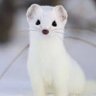 るるはるい's profile picture