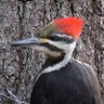 neil4birds profil fotoğrafı