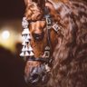 Profilbild von Bader - بدر 🏇