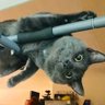 Profilbild von Schrodinger's Kat