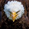 BobH999 profil fotoğrafı