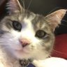 BettyFastCat 🪷 的头像