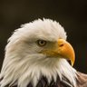 George Eagle 的头像