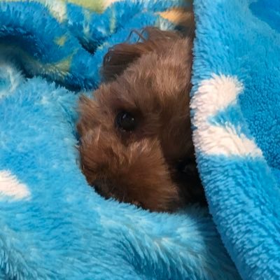 chiffon5191's profile picture