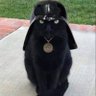 Katt i hatt ⭐️⭐️'s profile picture