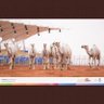 مزاين جرعات الحنين 的头像