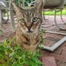 Jeb🇺🇸💙🇺🇦🇨🇦🐱☮️ profil fotoğrafı
