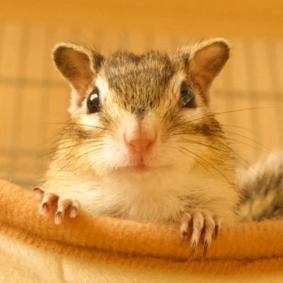 ChiroPoro Channel/リスべや。's profile picture