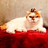 Profilbild von Comomo