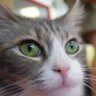 ハマチ profil fotoğrafı