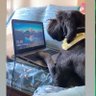 Teo Pap profil fotoğrafı